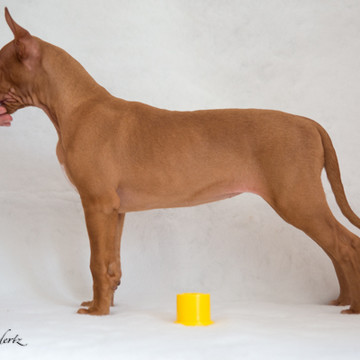 BetteBette