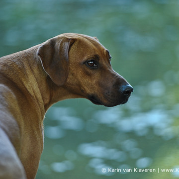 Unsere Rhodesian Ridgebacks