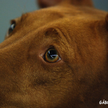 Unsere Pharaoh Hounds